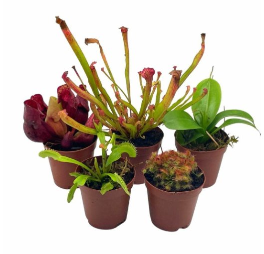 Wonderful Carnivorous Set Assortment Garden Plant