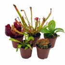 Wonderful Carnivorous Set Assortment Garden Plant
