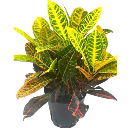 Wonderful Codiaeum variegatum Variegated Croton Garden Plant