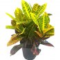Wonderful Codiaeum variegatum Variegated Croton Garden Plant