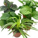 Wonderful Premium Indoor Foliage Assortment Garden Plant