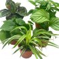 Wonderful Premium Indoor Foliage Assortment Garden Plant