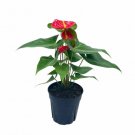 Wonderful Anthurium Red Huge Garden Plant