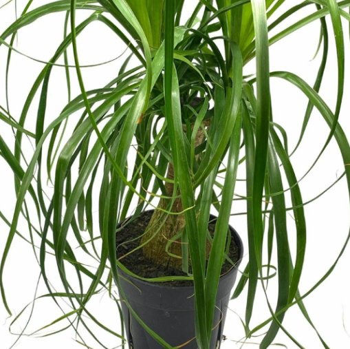 Wonderful Ponytail Palm Beaucarnea recurvata Huge Garden Plant