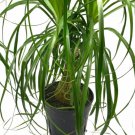 Wonderful Ponytail Palm Beaucarnea recurvata Huge Garden Plant