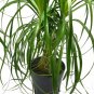 Wonderful Ponytail Palm Beaucarnea recurvata Huge Garden Plant