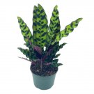 Wonderful Rattlesnake Calathea Lancifolia Huge Garden Plant