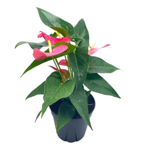 Wonderful Anthurium Pink Huge Garden Plant