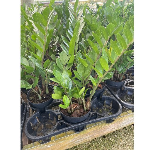 Wonderful Zamioculcas zamiifolia Very Large Healthy aroid palm Garden Plant