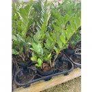 Wonderful Zamioculcas zamiifolia Very Large Healthy aroid palm Garden Plant