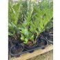 Wonderful Zamioculcas zamiifolia Very Large Healthy aroid palm Garden Plant