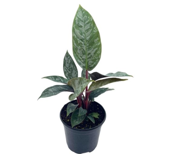 Wonderful Apoballis Acuminatissima Lavallei Rare Selby Beautiful Garden Plant