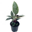 Wonderful Apoballis Acuminatissima Lavallei Rare Selby Beautiful Garden Plant