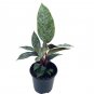 Wonderful Apoballis Acuminatissima Lavallei Rare Selby Beautiful Garden Plant
