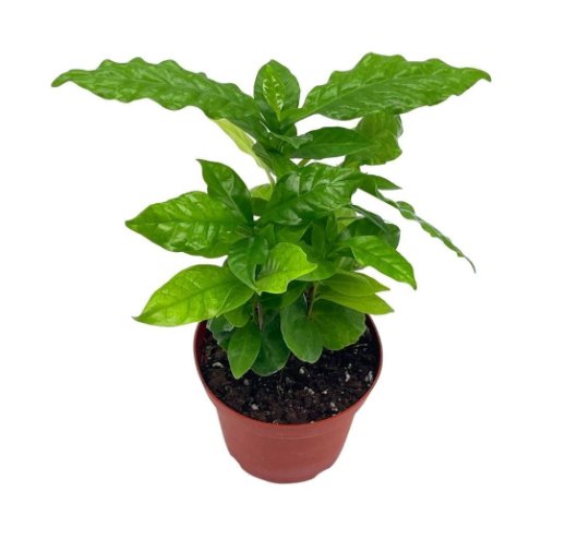 Wonderful Coffea Arabica Garden Plant