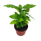 Wonderful Coffea Arabica Garden Plant