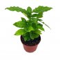 Wonderful Coffea Arabica Garden Plant