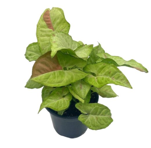 Wonderful Confetti halfmoon Variegated Syngonium Garden Plant