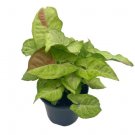 Wonderful Confetti halfmoon Variegated Syngonium Garden Plant