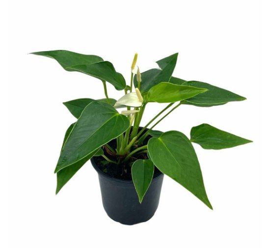 Wonderful Anthurium White Very Rare Limited Live with flower Garden Plant