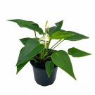 Wonderful Anthurium White Very Rare Limited Live with flower Garden Plant