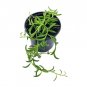 Wonderful String of Bananas Curio radicans Garden Plant