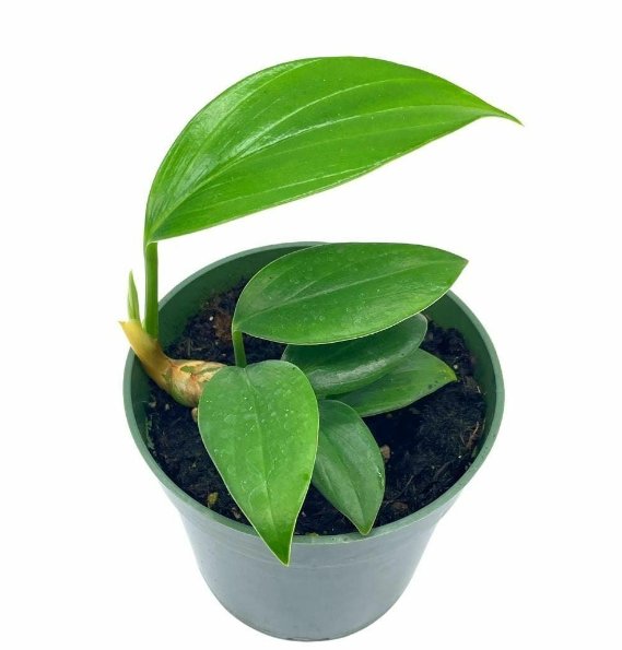 Wonderful Dragon Tail Epipremnum pinnatum Garden Plant