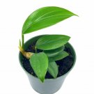 Wonderful Dragon Tail Epipremnum pinnatum Garden Plant