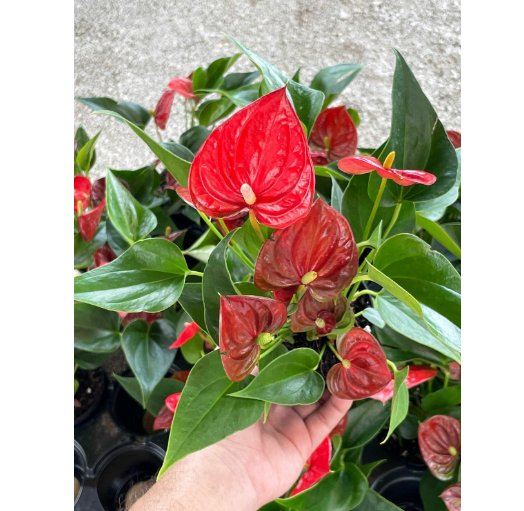 Wonderful Andraeanum Linden ex Andre painters palette Anthurium Red Flamingo Lily Garden Plant
