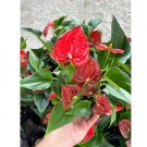 Wonderful Andraeanum Linden ex Andre painters palette Anthurium Red Flamingo Lily Garden Plant
