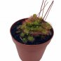 Wonderful Drosera Sundews Rare Carnivorous Garden Plant
