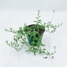 Wonderful String of Dolphins Curio x peregrinus Garden Plant