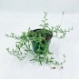 Wonderful String of Dolphins Curio x peregrinus Garden Plant