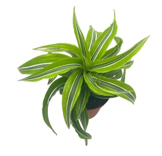 Wonderful Dracaena deremensis Lemon Lime fragans Dracena Lemon Surprise Garden Plant