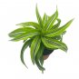 Wonderful Dracaena deremensis Lemon Lime fragans Dracena Lemon Surprise Garden Plant