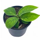 Wonderful Homalomena Selby Variegated Queen of Hearts Garden Plant