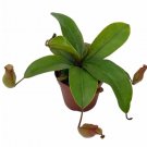 Wonderful Nepenthes alata Winged pitcher Carnivorous Garden Plant