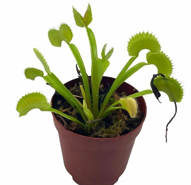 Wonderful Dionaea muscipula Venus flytrap Garden Plant