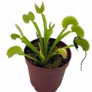 Wonderful Dionaea muscipula Venus flytrap Garden Plant
