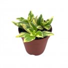 Wonderful Columnea Light Prince Goldfish Garden Plant