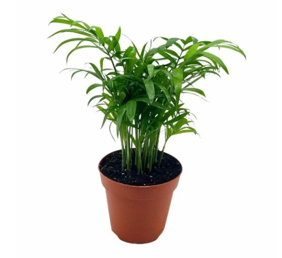 Wonderful Chamaedorea Parlor Clustered Reed Bamboo Palm Garden Plant