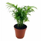 Wonderful Chamaedorea Parlor Clustered Reed Bamboo Palm Garden Plant