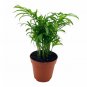 Wonderful Chamaedorea Parlor Clustered Reed Bamboo Palm Garden Plant