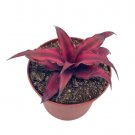 Wonderful Cryptanthus Bivittatus Earth Star Bromeliad starfish Dark Red Garden Plant