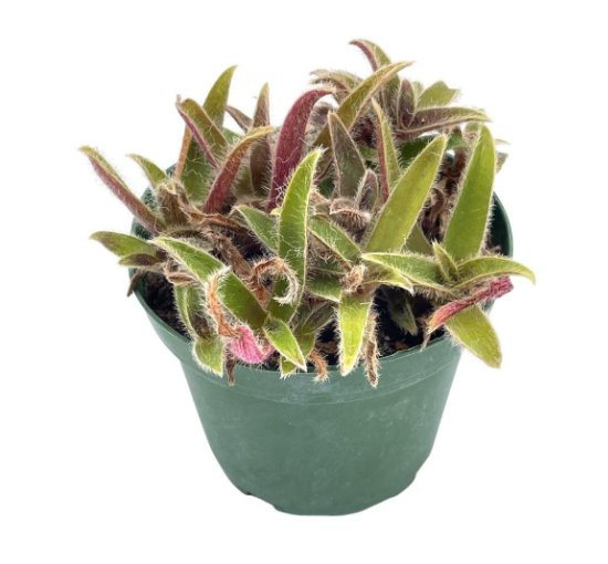 Wonderful Cyanotis somaliensis Pussy Ears variegated fuzzy Garden Plant