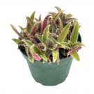 Wonderful Cyanotis somaliensis Pussy Ears variegated fuzzy Garden Plant
