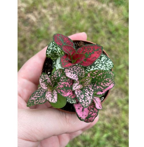 Wonderful Hypoestes phyllostachya Polkadot Garden Plant