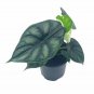 Wonderful Alocasia Baginda Black Dragon Scale Garden Plant