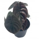 Wonderful Alocasia Cuprea Jewel Alocasia Red Secret Garden Plant