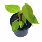 Wonderful Philodendron Nangaritense Fuzzy Petiole Garden Plant